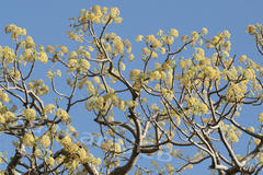 Gyrocarpus americanus